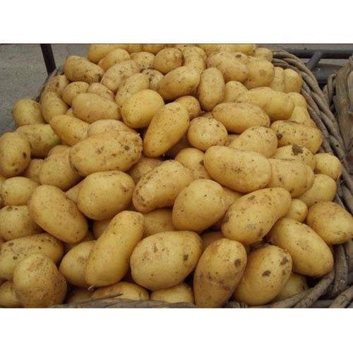 4.5 To 8.5% Moisture Farm Fresh Raw Potato For Vegetables, Chips Use