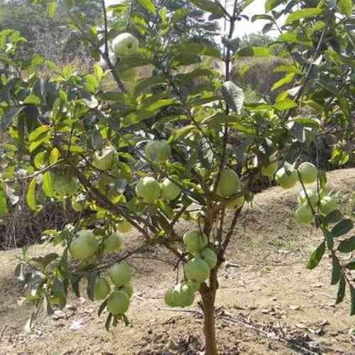 Full Sun Exposure Green Organic Guava Plants For Gardening And Agriculture Farming