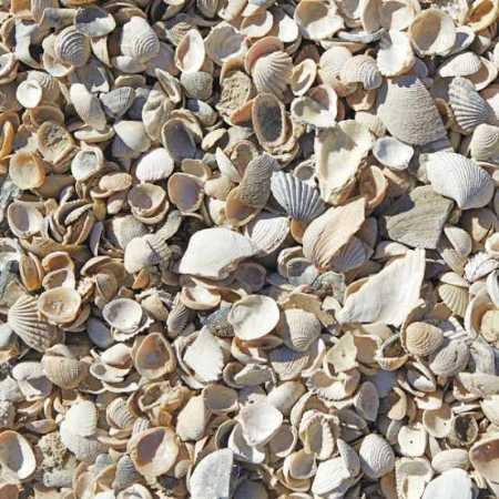 Natural Sea Shells For Poultry Farm And Lime Usage at Best Price