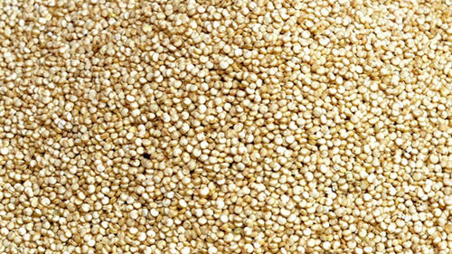 Organic Quinoa Seeds With Packaging Size 25 Kg And 9 Months Shelf Life