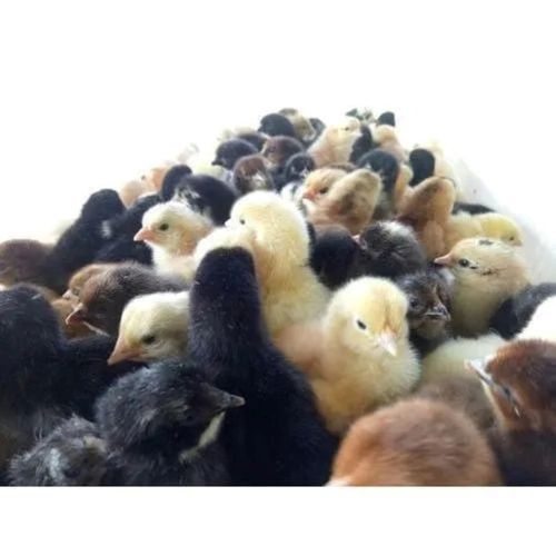 Disease Resistant Easy To Carry Lightweight Boiler Breed Chicks For Poultry Farm