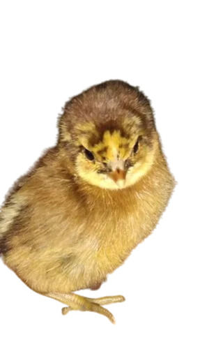 Yellow Lightweight Unisex Broiler Breeds Poultry Farm Chicks For Commercial Usage