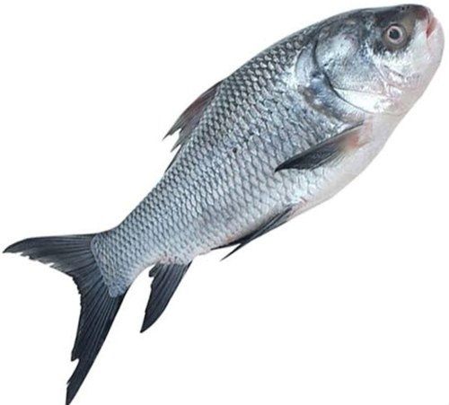 Silver katla Fresh Fish 