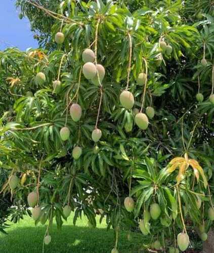 Black Well Watered And Full Sun Exposure 20-25 Feet Acidic Mango Tree