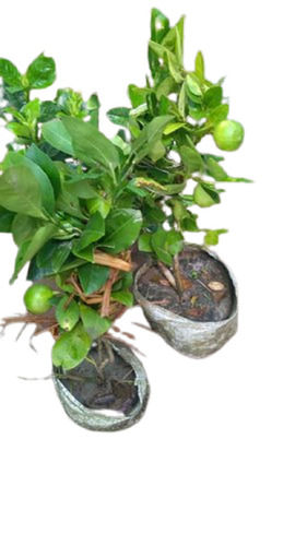 100% Pure Natural And Organic Evergreen Eureka Lemon Plant With 4 Weeks Shelf Life