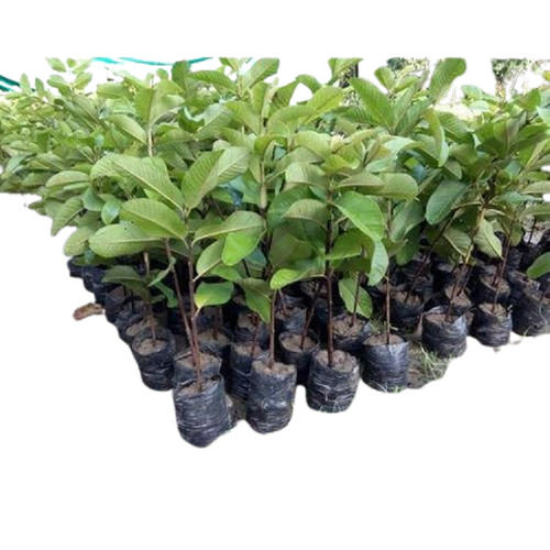 Antibacterial Ability 15 Days Shelf Life Dwarf Breed Green Guava Plants