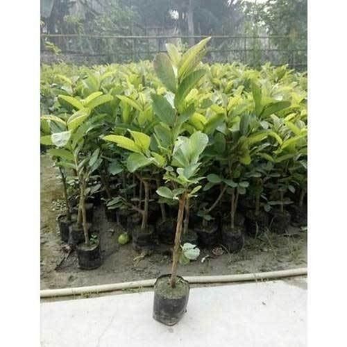 Insect Resistant Full Sun Exposure Fast Growth Green Leaves Guava Plants for Outdoor