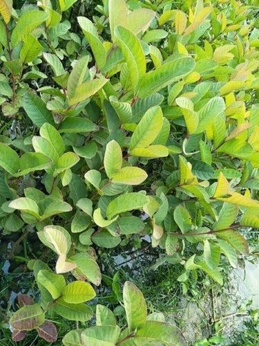 Insect Resistant Full Sun Exposure Fast Growth Green Leaves Guava Plants for Outdoor