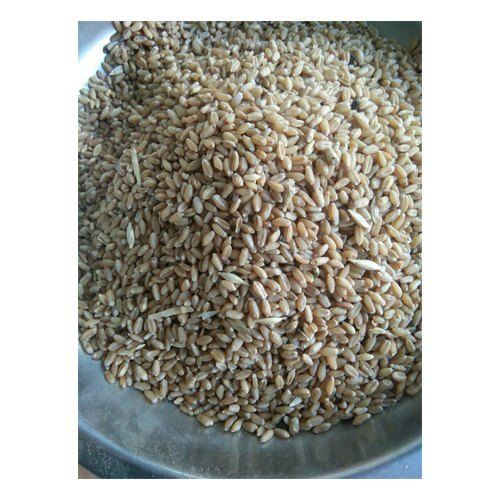 Indian Wheat Grain