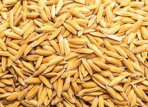 Dried Natural Paddy Seeds