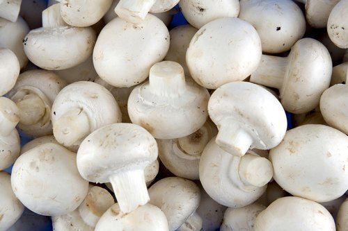 White A Grade Button Mushroom
