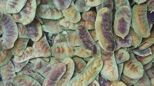 Free From Chemicals Herbal Infridents Acutifolia Breed Natural Dried Seena Pods