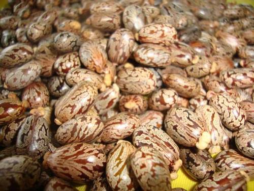 Fresh And A Grade Hybrid Castor Seed Admixture (%): 1%