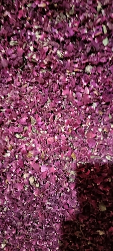 प्राकृतिक और ऑर्गेनिक सॉलिड फॉर्म एंटीऑक्सिडेंट हर्बल रोज़ पेटल्स के लिए अनुशंसित: सभी