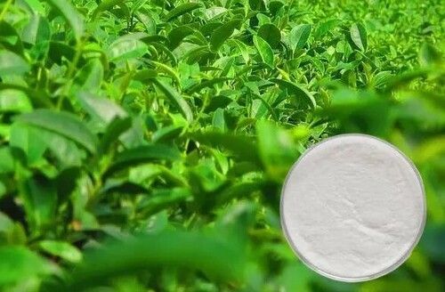 Epigallocatechin Gallate Egcg 50-98% Cas 989-51-5 Green Tea Extract