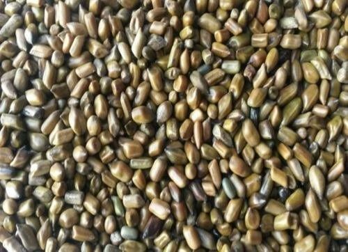 Food Grade Commonly Cultivated Natural Pure And Dried Cassia Tora Seed Admixture (%): 2%