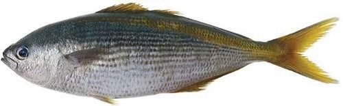 Croaker Dhoma Fish