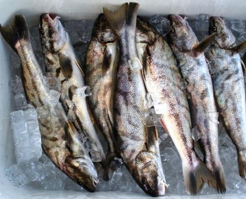 Healthy And Nutritious Fresh Dry Fish Packaging Type Plastic Bags