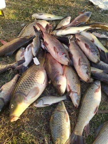 Fresh Common Carp Fish For Commercial