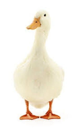 A Grade Disease Free Pure Healthy Large Size Poultry Farm Duck 