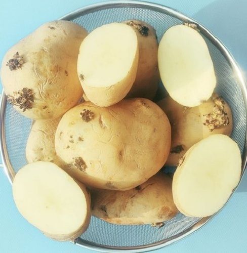 Kufri Sangam Potato Seed