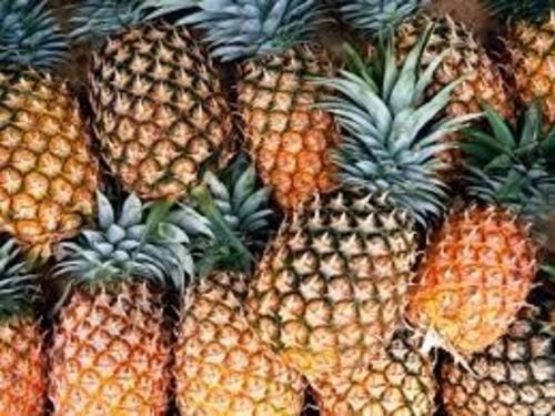 Stainless Steel Organic Cultivated Sweet And Tart Fresh Whole Tropical Pineapple Fruit