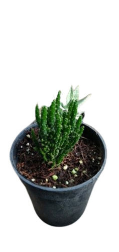 10 Inches Long Generic Organic Indoor And Outdoor Gardening Cactus Plant