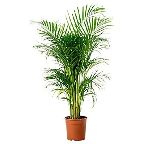 2 Feet Long Outdoor And Indoor Natural Live Arica Palm Plant For Plantation