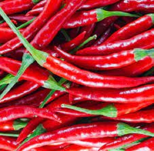 100% Pure Organic A Grade Natural Red Chilli