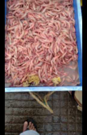 100% Fresh Tiny Size Prawn with Richness of Protein