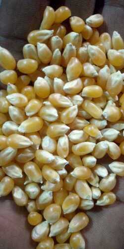 Dried High Expansion Ratio Bold Size Fiber Rich Popcorn Kernels (Maize)