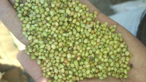 A Grade Indian Origin Common Cultivated 100 Percent Purity Edible Coriander Seeds