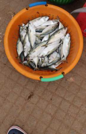 Indian Mackerel Fish with 4 Days of Shelf Life