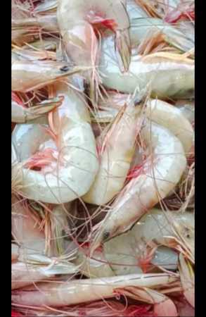 White Prawn with Shelf of 4 Days