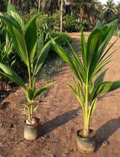 Green Color Coconut Plant 