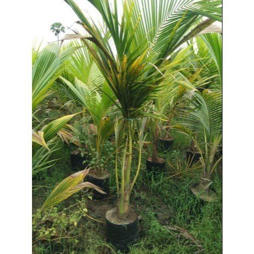 Well Drained 5 Feet Hybrid Coconut Plant, For Outdoor