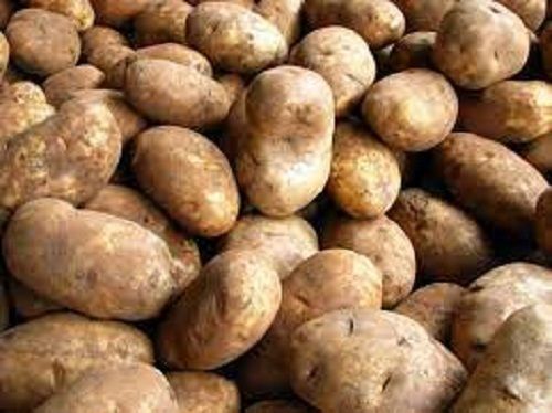 100% Pure And Natural Fresh Potato