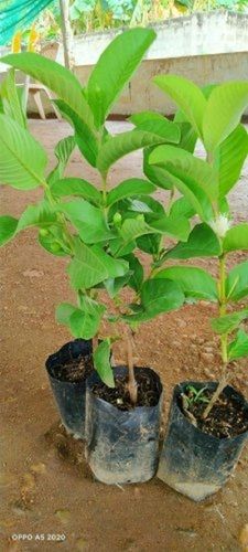 guava plants