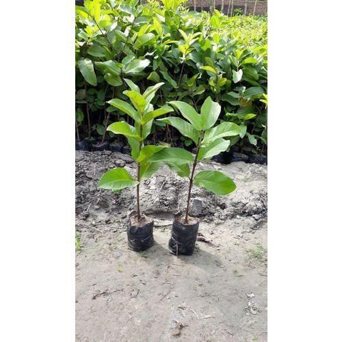 Well Watered Green Taiwan pink Guava Plants, Soil Specific: Acidic, Alkaline, Well Drained