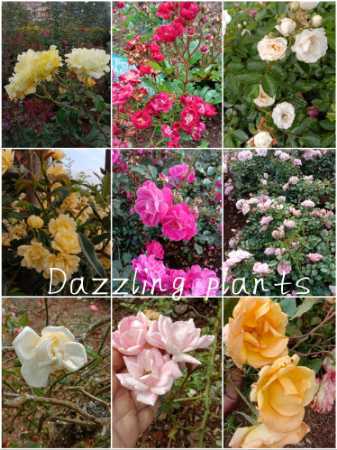 1 Feet Creeper Rose Plants Or Climbing Rose Plants With 30Cm Stem Length Application: Industrial