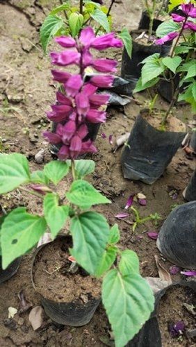 Salvia Flowers, Type Of Flowering Plant: Natural, Botanical Name: Sage