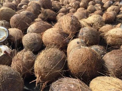 Semi Husked Coconut With Weight 500-550 gm And Large, Medium, Small Size
