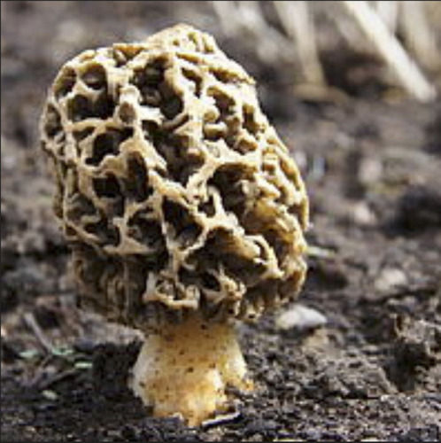 Guchhi Mushroom