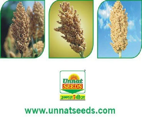 Stainless Steel Hybrid Jowar Seeds, Ssg - Sorghum Sudan Grass ...