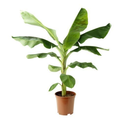 G9 Well Watered Green Banana Plant, For Outdoor
