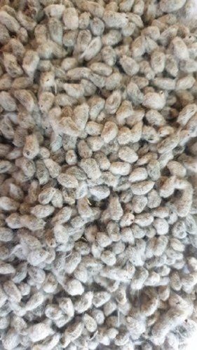 Dried Cotton Seed