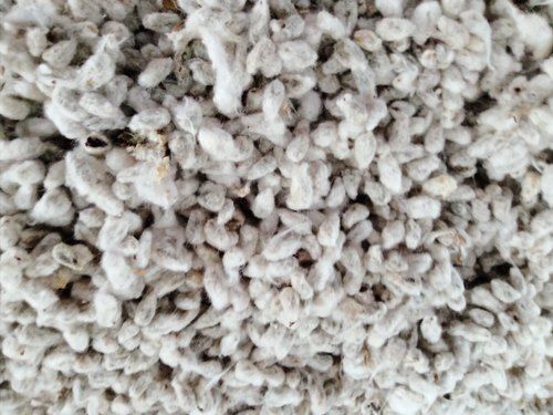 White Bhog Cotton Seeds
