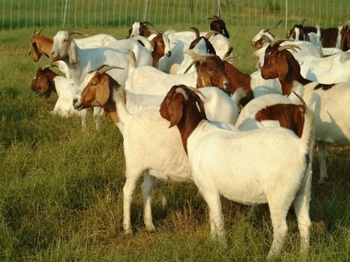 Brown White Live Barbari Goat For Farming Purpose