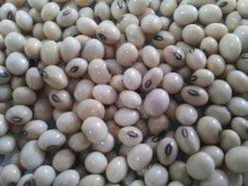 Dried Pure Natural Organic Soya Bean Seeds