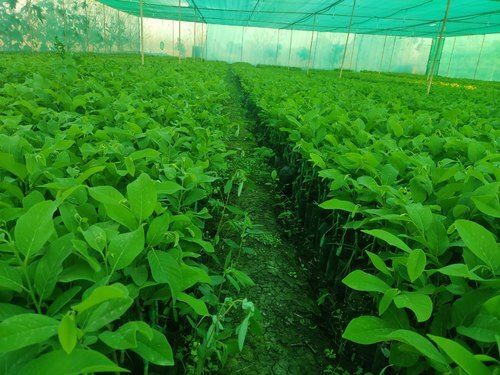 Full Sun Exposure Green Custard Apple Plant, For Outdoor